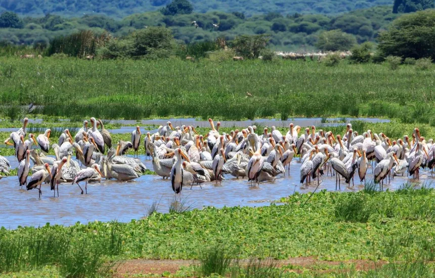Lake Manyara Birdlife