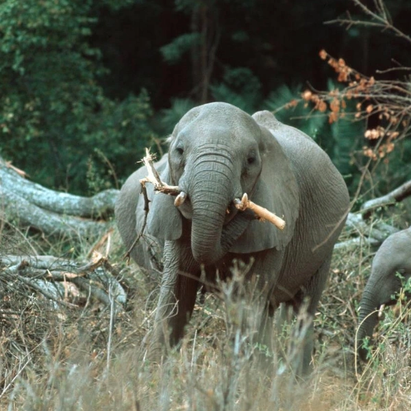 Lake Manyara Wildlife