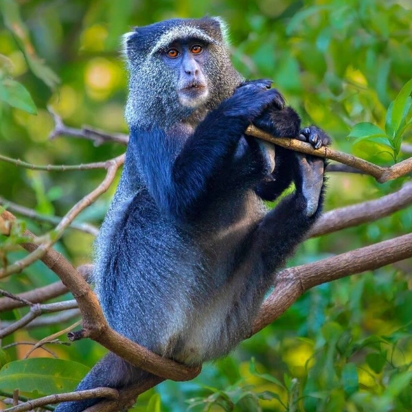 Lake Manyara Wildlife