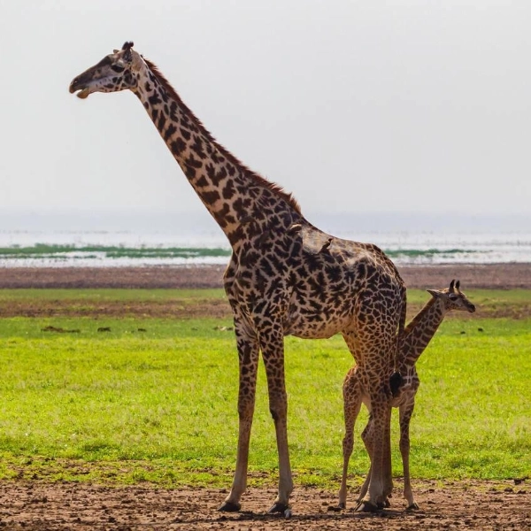 Lake Manyara Wildlife