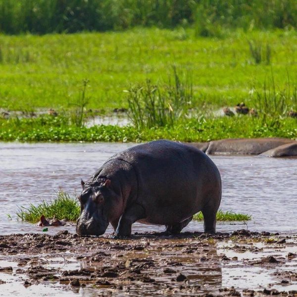 Lake Manyara Wildlife