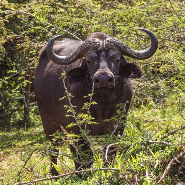 Lake Mburo Wildlife