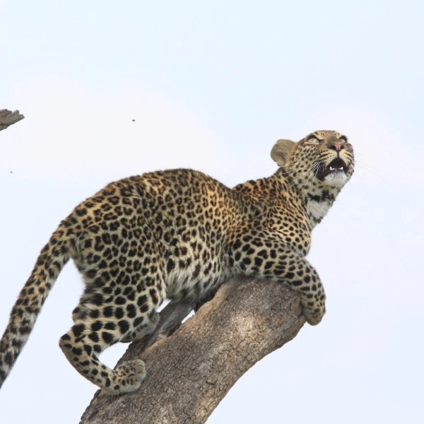 Lake Mburo Wildlife