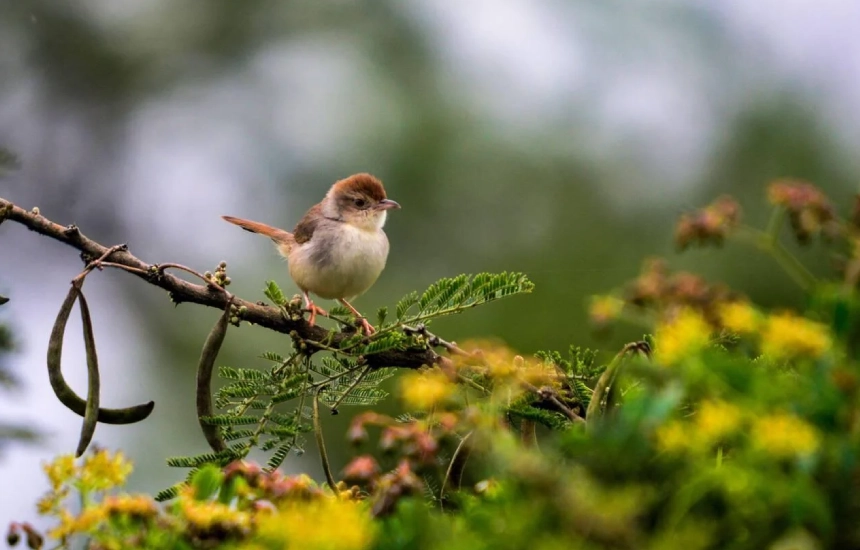 Lake Mburo Birdlife