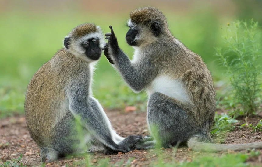 Lake Mburo Wildlife