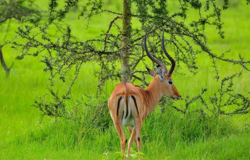 Lake Mburo Wildlife
