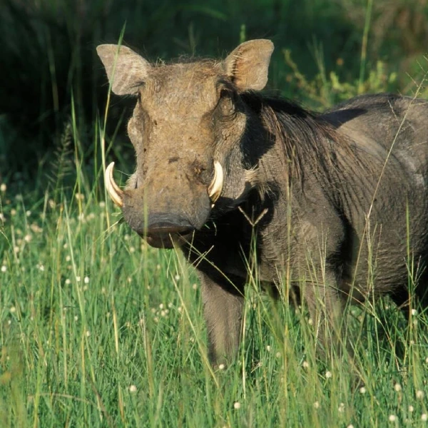 Lake Mburo Wildlife