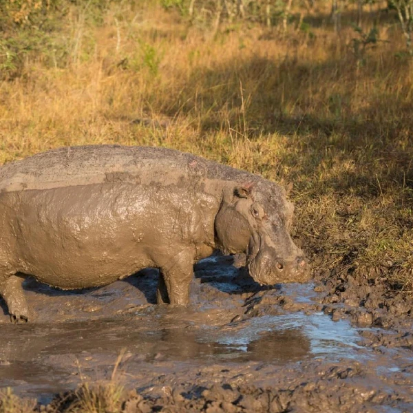 Lake Mburo Wildlife
