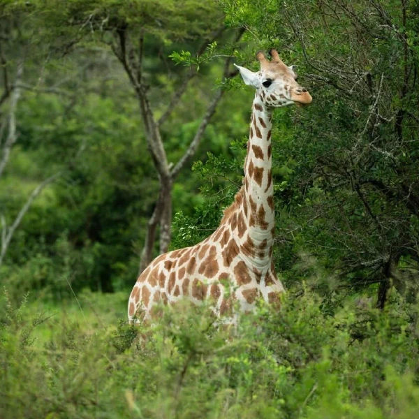 Lake Mburo Wildlife