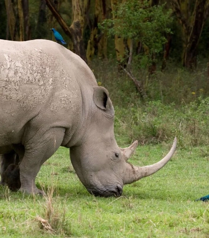 Lake Nakuru Wildlife