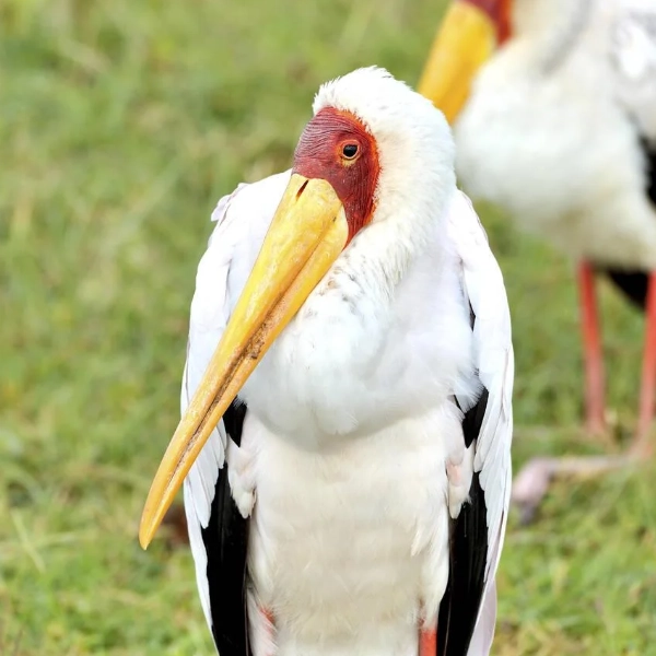Lake Nakuru Birdlife