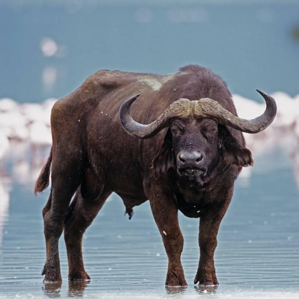 Lake Nakuru Wildlife