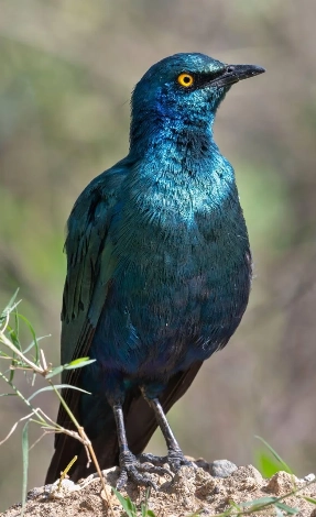 Lake Nakuru Birdlife
