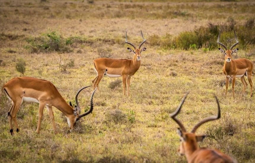 Lake Nakuru Cool Dry Season Wildlife