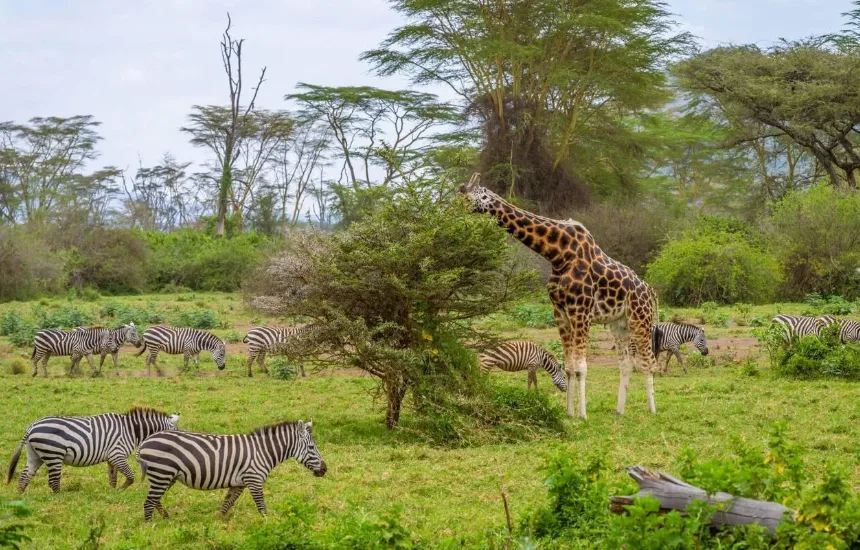 Lake Nakuru Dry Season Wildlife