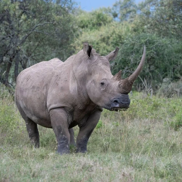 Lake Nakuru Wildlife