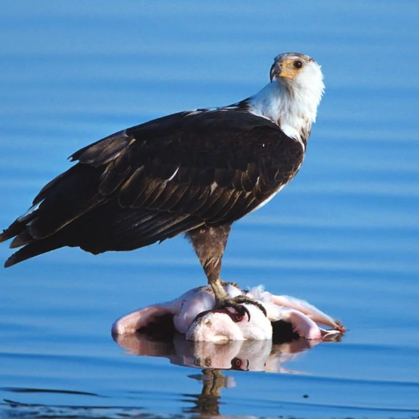 Lake Nakuru Birdlife