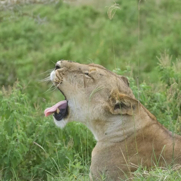 Lake Nakuru Wildlife