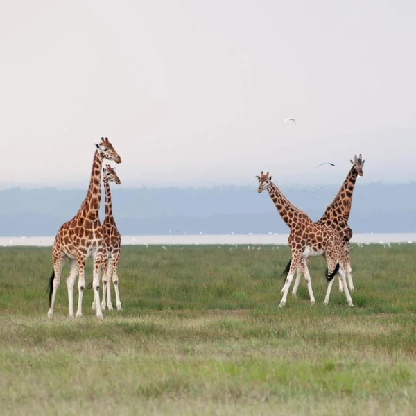 Lake Nakuru Wildlife