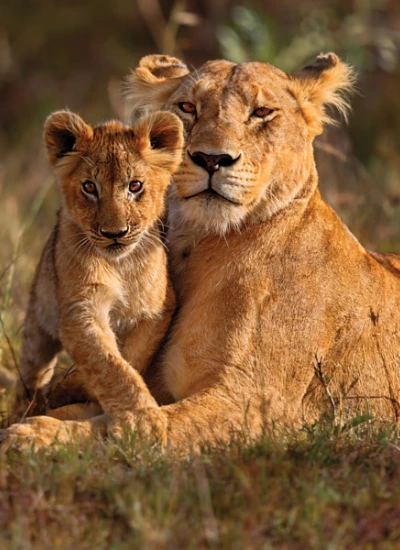 luxury-safaris-2
