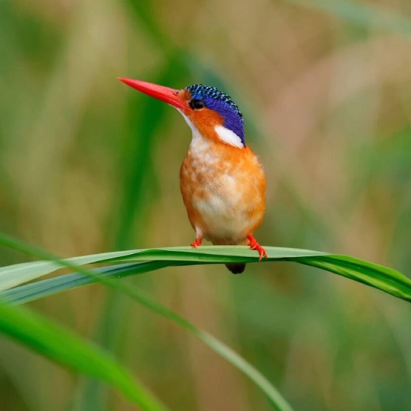 Murchison Falls Birdlife