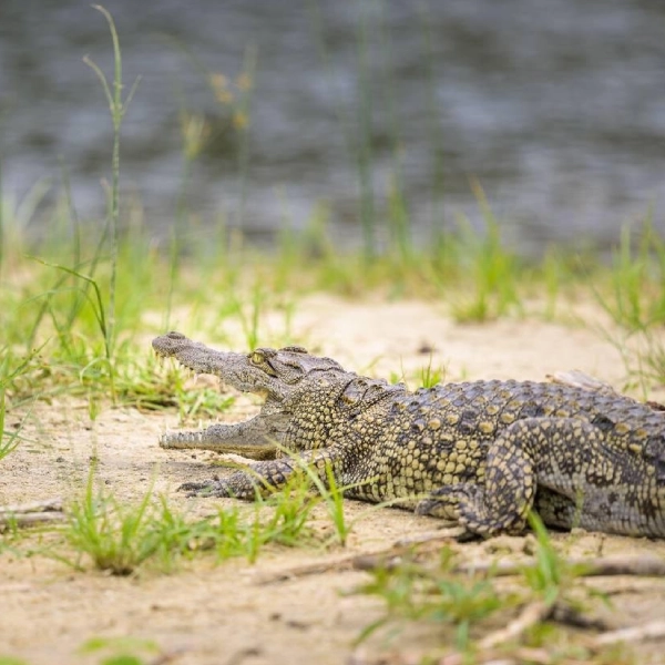 Murchison Falls Wildlife