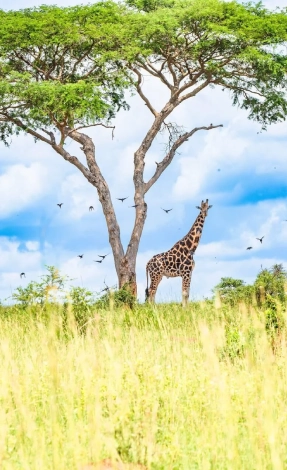 Murchison Falls Wildlife