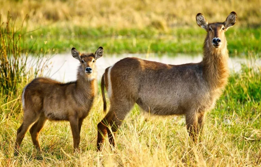Dry Season Wildlife Watching