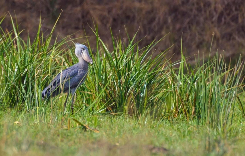 Wet Season Birdlife Watching