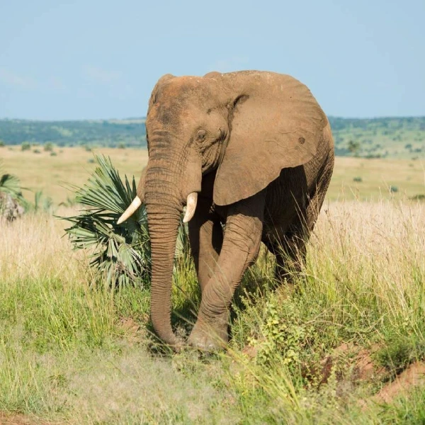 Murchison Falls Wildlife