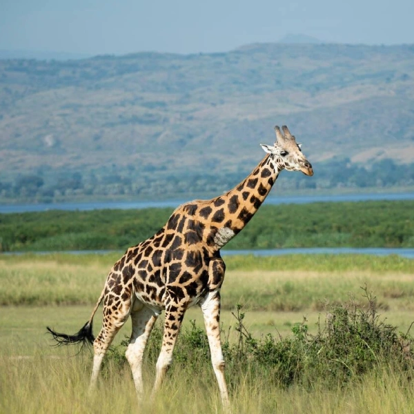 Murchison Falls Wildlife