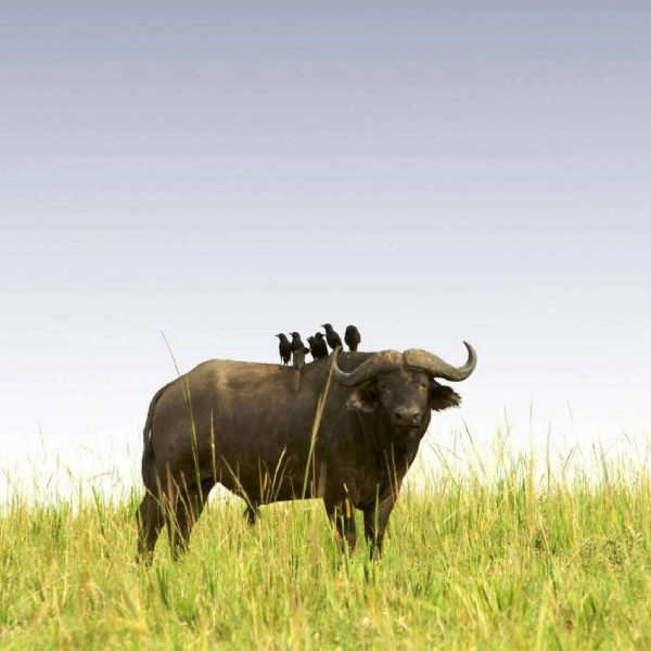 Murchison Falls Wildlife