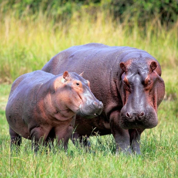 Murchison Falls Wildlife