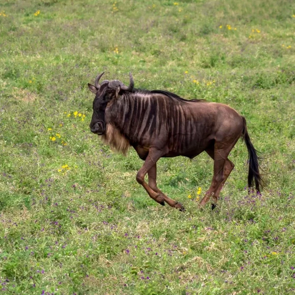 Ngorongoro Wildlife