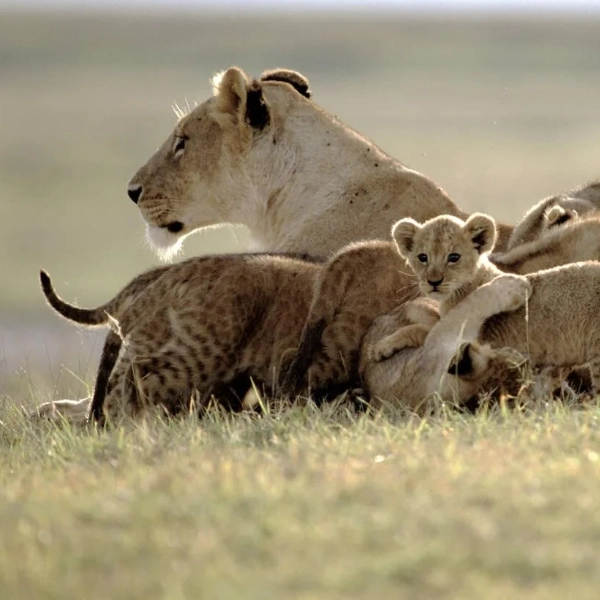 Ngorongoro Wildlife