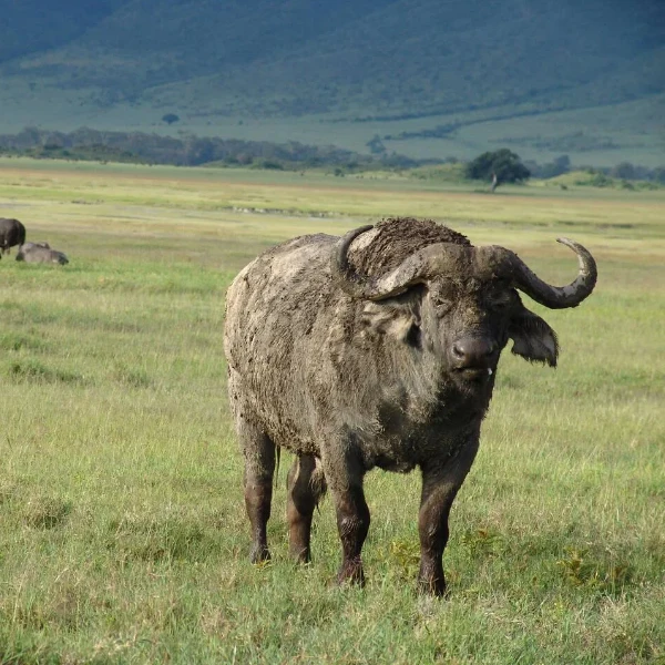 Ngorongoro Wildlife