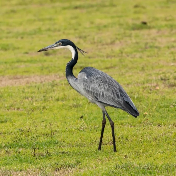 Ngorongoro Birdlife