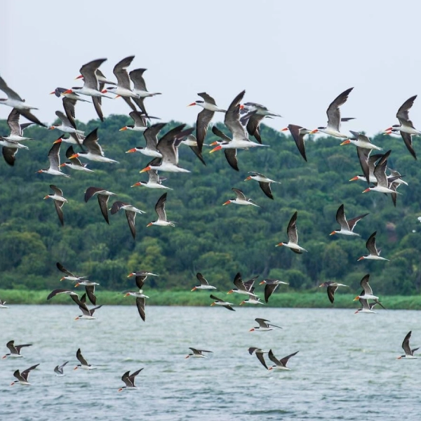 Queen Elizabeth Birdlife