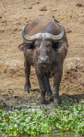 Queen Elizabeth Wildlife