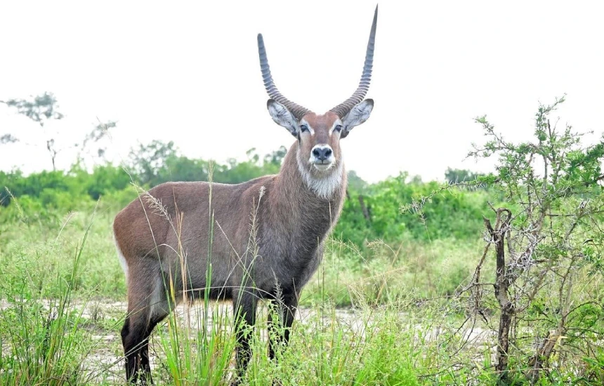 Dry Season Wildlife