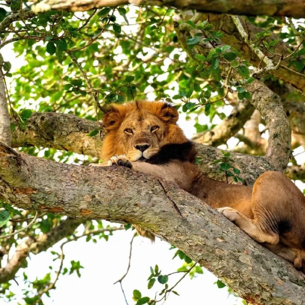 Queen Elizabeth Tree Climbing Lion