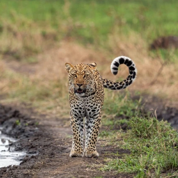 Queen Elizabeth Wildlife
