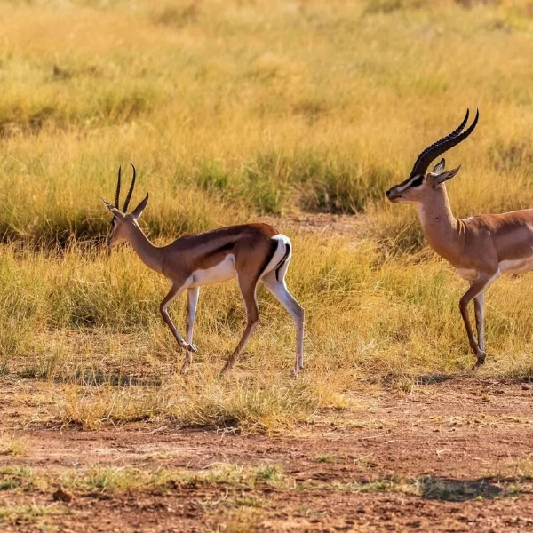 Samburu Wildlife