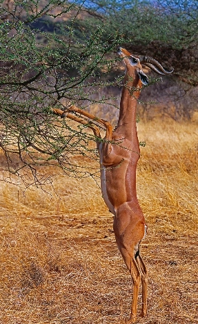 Samburu Wildlife