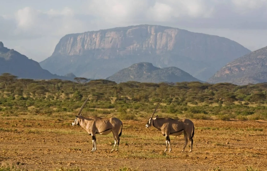 Samburu Wildlife