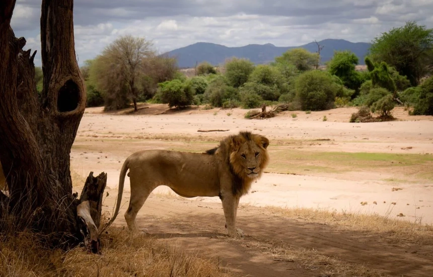 Samburu Wildlife