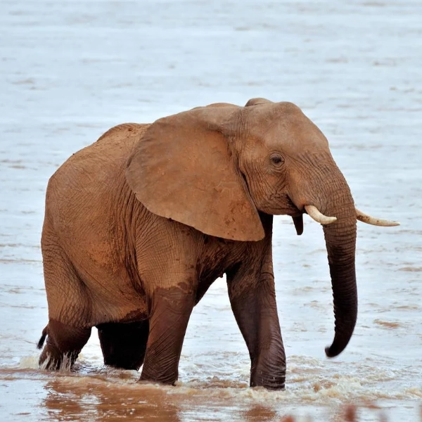 Samburu Wildlife