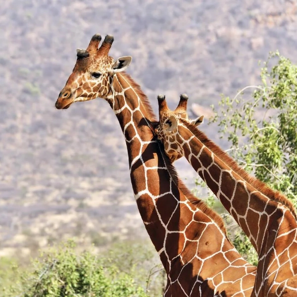 Samburu Wildlife
