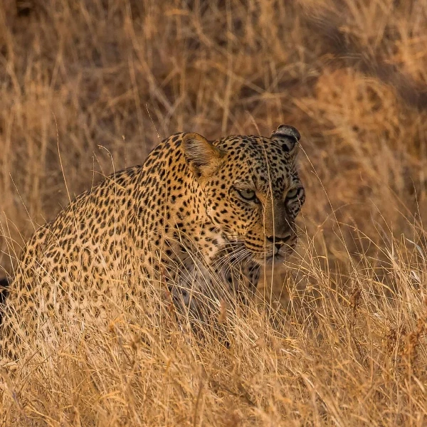 Samburu Wildlife