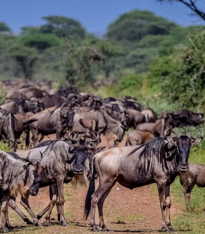 Wildebeest Migration